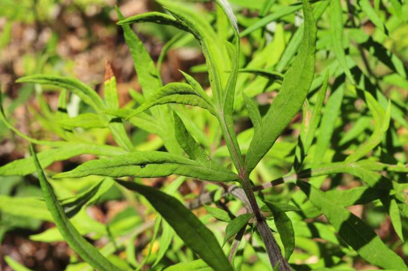 Piantina verde - Artemisia verlotiorum